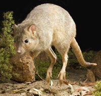 Kanyana Wildlife - Accommodation Mooloolaba