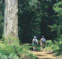 Gloucester Tree - Accommodation Mooloolaba
