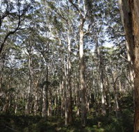 Boranup Karri Forest - Accommodation Mooloolaba