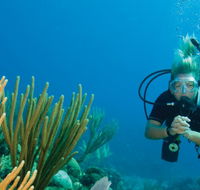 Coastal Water Dive - Accommodation Mooloolaba