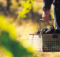 Burge Family Winemakers - Accommodation Mooloolaba