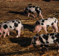 Will's Rare Breeds Farm - Accommodation Mooloolaba