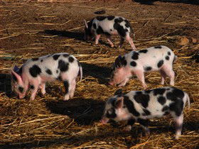 Will's Rare Breeds Farm - Accommodation Mooloolaba 0