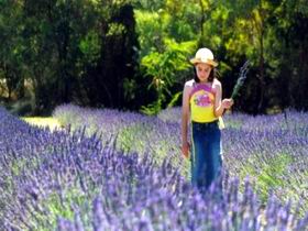 Brayfield Park Lavender Farm - Accommodation Mooloolaba 0