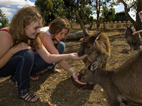 Kangaroo Island Wildlife Park - Accommodation Mooloolaba 0