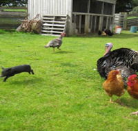 Echo Farm - Accommodation Mooloolaba