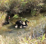 Tamar Island Wetlands Reserve and Interpretation Centre - Accommodation Mooloolaba