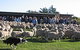 Curringa Farm - Accommodation And Farm Tours - thumb 0