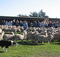 Curringa Farm - Accommodation and Farm Tours - Accommodation Mooloolaba