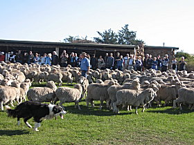 Curringa Farm - Accommodation And Farm Tours - Accommodation Mooloolaba 0
