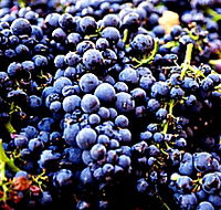Laurel Bank Vineyard - Accommodation Mooloolaba