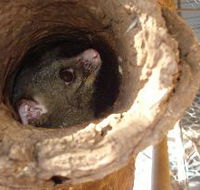 Mulga Sanctuary and Wildlife Park - Accommodation Mooloolaba