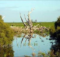 Bool Lagoon Game Reserve and Hacks Lagoon Conservation Park - Accommodation Mooloolaba