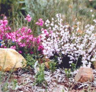 Stokes Bay Bush Garden - Accommodation Mooloolaba