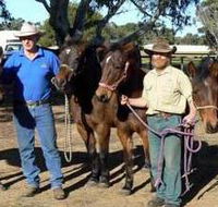 Coffin Bay Brumby Preservation Society Incorporated - Accommodation Mooloolaba