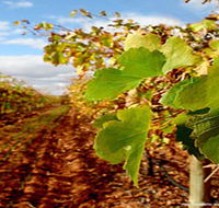 Mirabella Vineyards - Accommodation Mooloolaba
