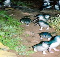 Penneshaw Penguin Centre - Accommodation Mooloolaba
