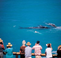 Whale Watching At Head Of Bight - Accommodation Mooloolaba