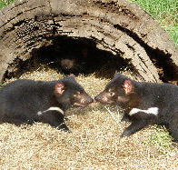 Wing's Wildlife Park - Accommodation Mooloolaba