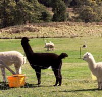 Maydena Country Cabins Accommodation  Alpaca Stud - Accommodation Mooloolaba
