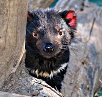 Trowunna Wildlife Sanctuary - Accommodation Mooloolaba