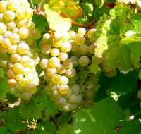 Winstead Vineyard - Accommodation Mooloolaba