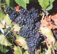 Darlington Vineyard - Accommodation Mooloolaba