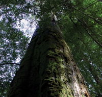 Styx Big Tree Reserve - Accommodation Mooloolaba
