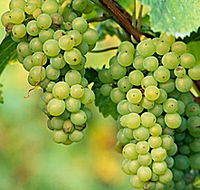 TP Vineyards - Accommodation Mooloolaba