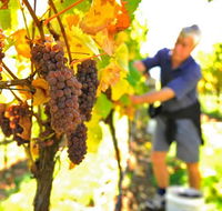 Native Point Wines - Accommodation Mooloolaba