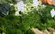 Salamanca Market - thumb 5