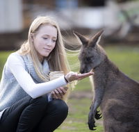 Bonorong Wildlife Sanctuary - Accommodation Mooloolaba
