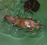 Platypus House - Accommodation Mooloolaba