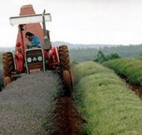 Bridestowe Lavender Farm - Accommodation Mooloolaba
