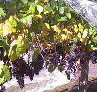 Palmara Vineyard - Accommodation Mooloolaba