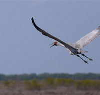 Gayngaru Wetlands Interpretive Walk - Accommodation Mooloolaba