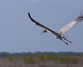 Gayngaru Wetlands Interpretive Walk - Accommodation Mooloolaba 0