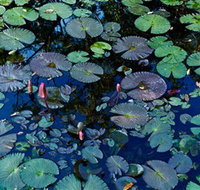 Pine Creek Water Gardens - Accommodation Mooloolaba
