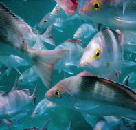 The Scottish Prince Dive Site - Accommodation Mooloolaba