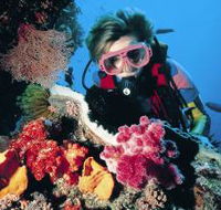 Cook Island Dive Site - Accommodation Mooloolaba