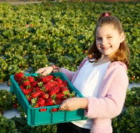 Strawberry Fields - Accommodation Mooloolaba