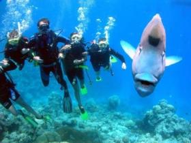 Jew Shoal Dive Site - Accommodation Mooloolaba 0
