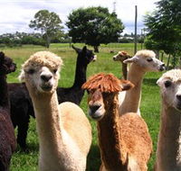 Banyandah Alpacas - Accommodation Mooloolaba