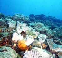 Mudjimba Old Woman Island Dive Site - Accommodation Mooloolaba