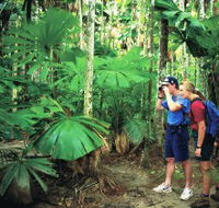 Mount Sorrow Ridge Trail Daintree National Park - Accommodation Mooloolaba