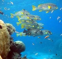 Coral Gardens Dive Site Flynn Reef - Accommodation Mooloolaba