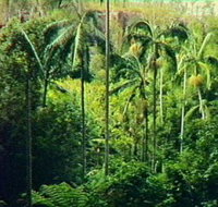 Fern Tree Pool and Giant's Chair Circuit - Accommodation Mooloolaba