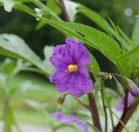 Alpha Native Flower Garden - Accommodation Mooloolaba