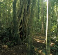 Mount Bithongabel - Accommodation Mooloolaba