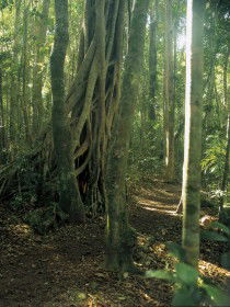 Mount Bithongabel - Accommodation Mooloolaba 0